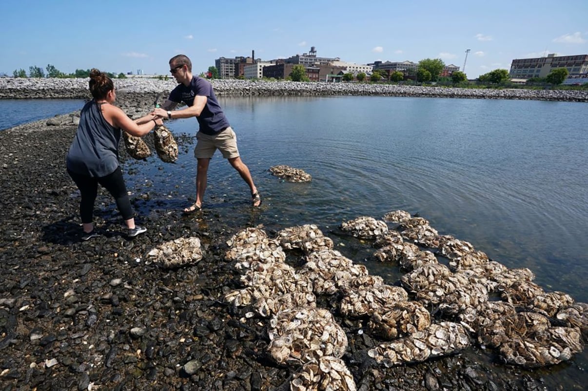 Workers with the Billion Oyster Project prepare to place oysters in the waters near Brooklyn&#039;s Bush Terminal Park August 23, 2018 in New York.